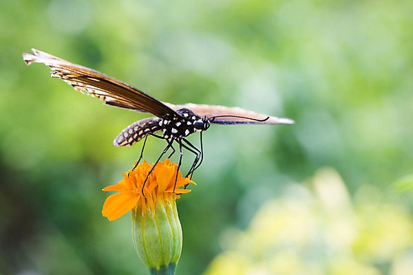 포토 JPG 해외이미지 동물 공원 꽃 야생동물 분홍색 나비 곤충 백그라운드 캐나다 날개 자연 거리 사람없음 파란색 컬러풀 노란색 정원 보라색 검은색 붓 닫기 벌레 토론토 동물상 블러 진실 해외202004 해외포토 식물 공공시설 컬러 북아메리카 모션 조형물 생태계 파일형식 이미지허브