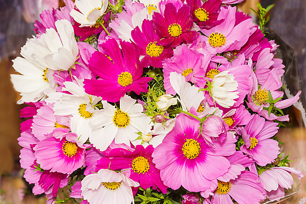 포토 JPG 해외이미지 식물 공원 꽃잎 꽃 꽃다발 백그라운드 자연 사람없음 장식 여름 정원 벚꽃 코스모스 화단 꽃가루 해외202004 해외포토 계절 공공시설 가루 생태계 파일형식 이미지허브