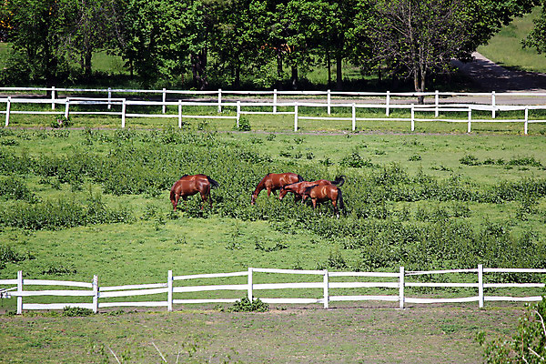 포토 JPG 해외이미지 나무 동물 밭 농업 포유류 자연 안테나 풍경 사람없음 야외 초록색 농장 농경지 갈색 목장 시골 해외202004 해외포토 식물 산업 컬러 통신 생태계 파일형식 이미지허브