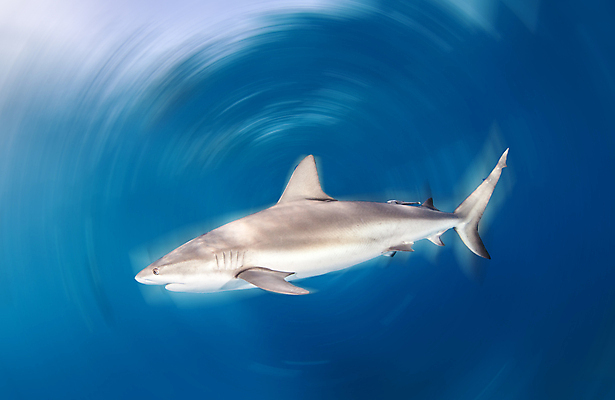 포토 JPG 해외이미지 동물 야생동물 스포츠 바다 여행 백그라운드 자연 어류 사람없음 야외 물 파란색 바닷속 수중 산호 위험 다이빙 육식동물 암초 깊이 바하마 해외202004 해외포토 자연요소 컬러 컨셉 수영 수중동물 자포동물 생태계 수중스포츠 파일형식 이미지허브