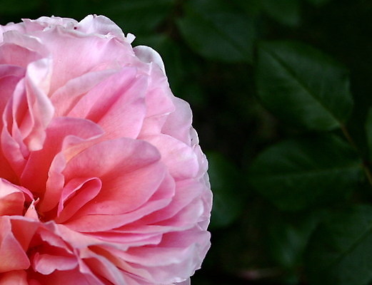 포토 JPG 해외이미지 식물 꽃 꽃무늬 자연 사람없음 장미 정원 관목 싱글 향기 내추럴 더블 영원 해외202004 해외포토 나무 무늬 생태계 냄새 파일형식 이미지허브