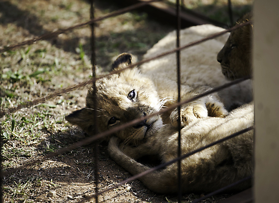 포토 JPG 해외이미지 동물 공원 남자 야생동물 백그라운드 포유류 아프리카 자연 휴식 털 동물원 사람없음 머리 고양이 위험 사자 큼 왕 육식동물 새장 갈기 거짓말 해외202004 해외포토 공공시설 나라 컨셉 사람 신체부위 반려동물 크기 생태계 케이지 파일형식 이미지허브