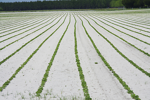 포토 JPG 해외이미지 식물 밭 농업 곡선 하늘 풍경 사람없음 초록색 농작물 농장 농경지 흙 봄 성장 시골 모종 줄서기 세련 해외202004 해외포토 계절 산업 선 컬러 모션 파일형식 이미지허브
