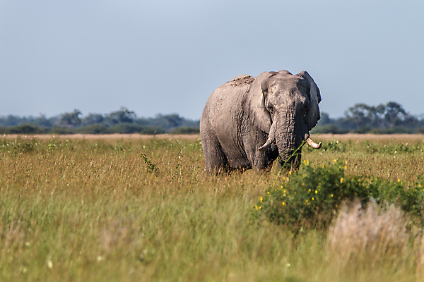 포토 JPG 해외이미지 동물 공원 야생동물 여행 백그라운드 포유류 아프리카 자연 코끼리 생물 국립공원 사람없음 야외 여행객 환경 힘 회색 황무지 보호 큼 심볼 사파리 상아 멸종 남쪽 나미비아 동물상 사바나 힘찬 해외202004 해외포토 공공시설 나라 컬러 컨셉 사람 조형물 크기 방향 생태계 남아프리카 파일형식 이미지허브