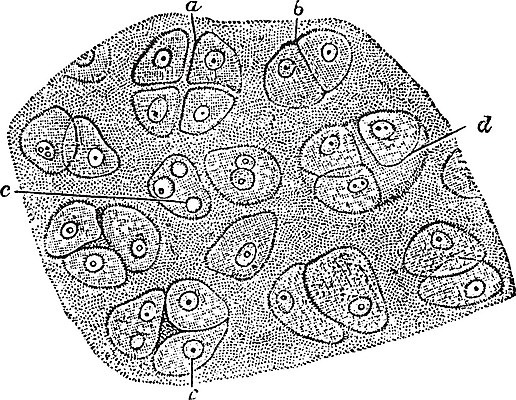 EPS 해외이미지 선 일러스트 미술 검은색 수확 흰색 그림 판화 연골 해외202004 해외일러스트 컬러 농업 문화예술 파일형식 벡터 이미지허브