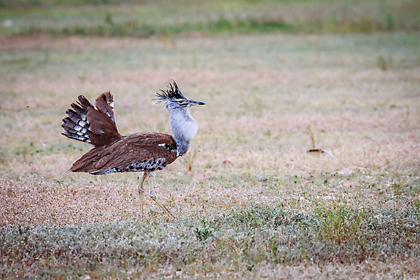 포토 JPG 해외이미지 동물 공원 야생동물 여행 아프리카 자연 조류 사람없음 야외 사막 다양 게임 황무지 보호 큼 사파리 깃털 생태계 부리 케냐 무거움 서식지 남쪽 내추럴 나미비아 남아프리카 동물상 마사이족 사바나 생태학 칼라하리 탄자니아 해외202004 해외포토 공공시설 교육 나라 다수 컨셉 놀이 조형물 무게 크기 방향 파일형식 이미지허브