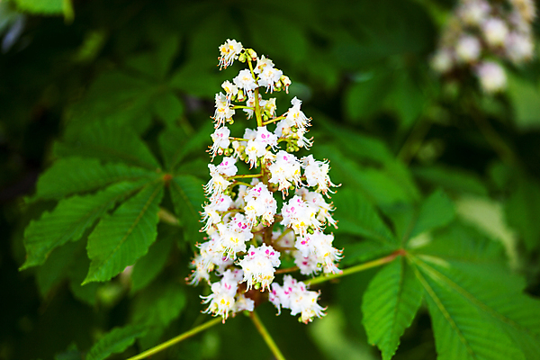 포토 JPG 해외이미지 나무 식물 계절 공원 꽃잎 꽃 백그라운드 낙엽 잎 자연 사람없음 야외 초록색 정원 침묵 봄 성장 벚꽃 흰색 나뭇가지 신선 개화 숲 다발 부드러움 내추럴 꽃수술 해외202004 해외포토 공공시설 컬러 소리 감각 생태계 파일형식 이미지허브