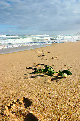 포토 JPG 해외이미지 꽃 모래 파도 바다 하늘 아침 건조 풍경 사람없음 파란색 젖음 포르투갈 단계 혼자 해외202004 해외포토 주간 식물 유럽 컬러 파일형식 이미지허브