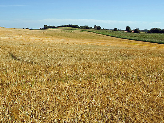 포토 JPG 해외이미지 식물 계절 음식 빵 백그라운드 밭 농업 건강 풍경 사람없음 야외 초록색 여름 농작물 태양 농장 환경 침묵 자유 수확 성장 시골 땅 밀 굽기 유기농 밀가루 장면 해외202004 해외포토 자연요소 웰빙 산업 컬러 컨셉 곡류 소리 가루 구이 파일형식 이미지허브