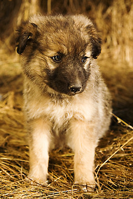 포토 JPG 해외이미지 동물 포유류 사람없음 반려동물 갈색 아기 신생아 양치기 개 달콤 강아지 볏짚 송곳니 해외202004 해외포토 직업 컬러 사람 맛 치아 짚 파일형식 이미지허브