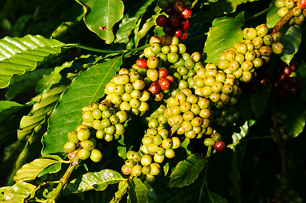포토 JPG 해외이미지 나무 식물 계절 꽃 아시아 커피 밭 농업 과일 자연 콩 동양인 사람없음 가로 빨간색 초록색 농작물 농장 농경지 정원 흙 카페 원두 수확 흰색 시골 상품 메인 베트남 내추럴 산악지대 거름 숙성 현무암 해외202004 해외포토 나라 산업 음료 컬러 산 곡류 인종 상점 동남아시아 생태계 화산암 파일형식 이미지허브