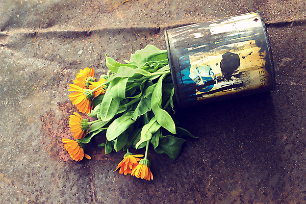 포토 JPG 해외이미지 식물 꽃 꽃다발 잎 오렌지 실내 사람없음 장식 약 노란색 금속 침묵 벚꽃 신선 캔 약초 부식 원예 심플 금잔화 정물화 해외202004 해외포토 컬러 과일 의학 재질 취미 내부 소리 풀_식물 그림 파일형식 이미지허브