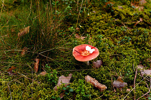 포토 JPG 해외이미지 식물 계절 열매 분홍색 자연 이끼 사람없음 야외 가로 빨간색 초록색 갈색 버섯 회색 젖음 흰색 센터 숲 떠남 식용 많음 해외202004 해외포토 컬러 컨셉 모션 생태계 파일형식 이미지허브