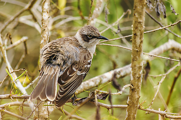 포토 JPG 해외이미지 동물 1 공원 야생동물 섬 백그라운드 자연 조류 하늘 건조 서기 사람없음 검은색 미국 회색 나뭇가지 은색 작음 에콰도르 갈라파고스 남쪽 동물상 혼자 해외202004 해외포토 나무 공공시설 컬러 북아메리카 모션 조형물 남아메리카 크기 방향 생태계 파일형식 이미지허브