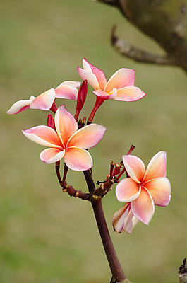 포토 JPG 해외이미지 식물 꽃잎 꽃 분홍색 잎 꽃무늬 자연 사람없음 초록색 컬러풀 봄 벚꽃 흰색 내추럴 해외202004 해외포토 계절 컬러 무늬 생태계 파일형식 이미지허브