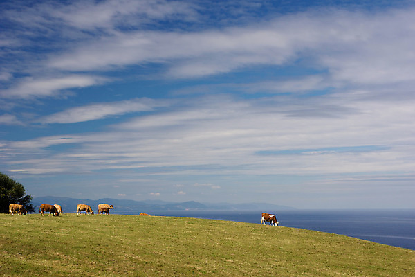 포토 JPG 해외이미지 나무 동물 구름 바다 여행 밭 포유류 자연 하늘 산 풍경 사람없음 야외 초록색 물 여름 파란색 농장 농경지 환경 가축 시골 소 군중 방목 땅 장면 밭일 찰과상 목가 해외202004 해외포토 자연요소 식물 계절 컬러 농업 사람 축산업 상처 생태계 파일형식 이미지허브