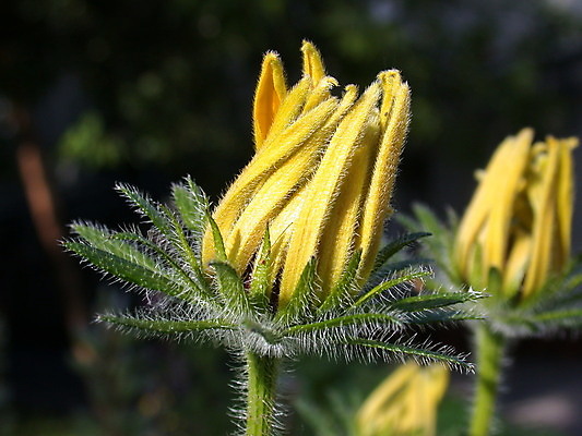 포토 JPG 해외이미지 식물 계절 꽃잎 꽃 백그라운드 잎 꽃무늬 자연 사람없음 빨간색 초록색 여름 노란색 정원 봄 벚꽃 신선 개화 닫기 데이지 꽃가루 해외202004 해외포토 컬러 무늬 모션 가루 생태계 파일형식 이미지허브