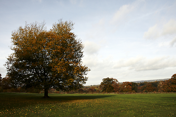 포토 JPG 해외이미지 나무 식물 계절 공원 길 백그라운드 잎 밭 오렌지 자연 따뜻함 풍경 사람없음 야외 빨간색 초록색 빛 컬러풀 햇빛 갈색 노란색 가을 나뭇가지 시골 황금 숲 11월 땅 장면 10월 내추럴 해외202004 해외포토 공공시설 컬러 농업 과일 태양 날짜 생태계 파일형식 이미지허브