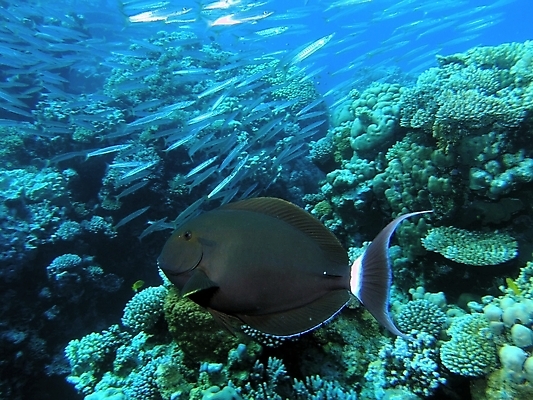 포토 JPG 해외이미지 식물 동물 야생동물 자연 표면 어류 사람없음 물 반사 수중 투명 스노클링 산호 잠수부 다이빙 암초 동물상 해외202004 해외포토 자연요소 조형물 수영 수중동물 수상스포츠 자포동물 전문직 생태계 수중스포츠 파일형식 이미지허브