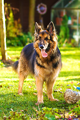 포토 JPG 해외이미지 나무 동물 응시 공원 꽃 백그라운드 포유류 자연 휴가 휴식 친절 주택 건조 경비 사람 사람없음 빨간색 초록색 반려동물 사무실 노란색 산책 흰색 양 양치기 경찰 개 치아 코 꼬리 보안 귀 양모 고립 기르기 옛날 해외202004 해외포토 식물 직업 시선 공공시설 컬러 컨셉 비즈니스 안전 건물 신체부위 직물 소화기관 보호 생태계 돌봄 파일형식 이미지허브