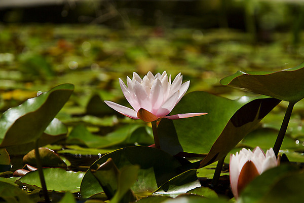 포토 JPG 해외이미지 식물 계절 꽃잎 꽃 호수 백그라운드 잎 꽃무늬 자연 사랑 사람없음 초록색 물 태양 반사 노란색 평화 환경 정원 봄 벚꽃 연못 닫기 그늘 심플 치수 장면 카피스페이스 해외202004 해외포토 자연요소 감정 컬러 컨셉 무늬 모션 공백 생태계 파일형식 이미지허브