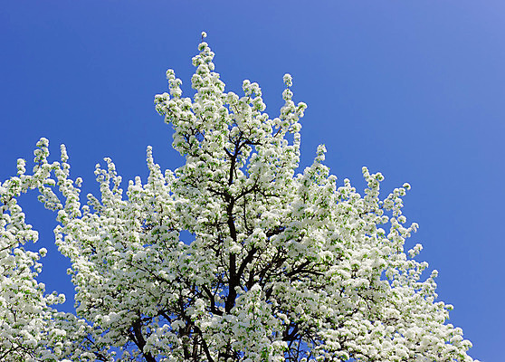 포토 JPG 해외이미지 나무 식물 꽃 잎 농업 과일 자연 하늘 사람없음 봄 수확 나뭇가지 개화 과수원 원예 해외202004 해외포토 계절 산업 취미 생태계 파일형식 이미지허브