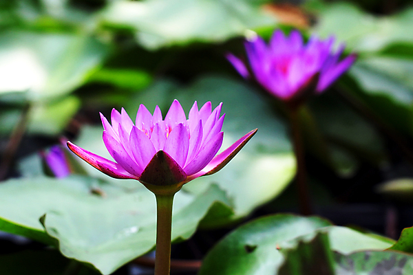 포토 JPG 해외이미지 식물 공원 꽃잎 꽃 꽃다발 백그라운드 잎 꽃무늬 밭 농업 자연 하늘 사람없음 야외 컬러풀 햇빛 태양 정원 성장 벚꽃 나뭇가지 농촌 신선 화려 개화 고급 우아함 자연백그라운드 심기 해외202004 해외포토 자연요소 나무 공공시설 산업 컬러 컨셉 무늬 모션 시골 생태계 파일형식 이미지허브