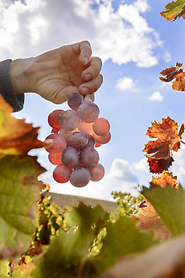 포토 JPG 해외이미지 식물 구름 계절 산업 잎 밭 농업 오렌지 과일 자연 하늘 포도 풍경 사람없음 야외 빨간색 초록색 여름 컬러풀 햇빛 태양 농장 노란색 일출 와인 정원 계곡 일몰 이탈리아 수확 성장 가을 시골 땅 포도밭 포도나무 내추럴 밭일 양조장 해외202004 해외포토 자연요소 유럽 컬러 주류 노을 과일나무 생태계 파일형식 이미지허브