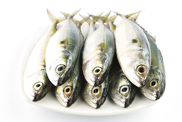 포토 JPG 해외이미지 동물 음식 바다 백그라운드 재료 자연 낚시 건강 육류 어류 사람없음 식당 수중 식사 젖음 흰색 신선 입 맛 은색 지중해 먹기 해산물 꼬리 날것 지느러미 고등어 단백질 생식 소금물 오메가 생존 해외202004 해외포토 컬러 컨셉 식재료 모션 레저 신체부위 상점 수중동물 생태계 영양소 파일형식 이미지허브