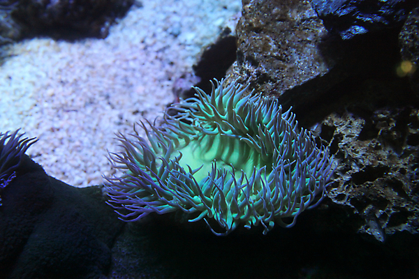 포토 JPG 해외이미지 사람없음 수중 수족관 해외202004 해외포토 파일형식 이미지허브