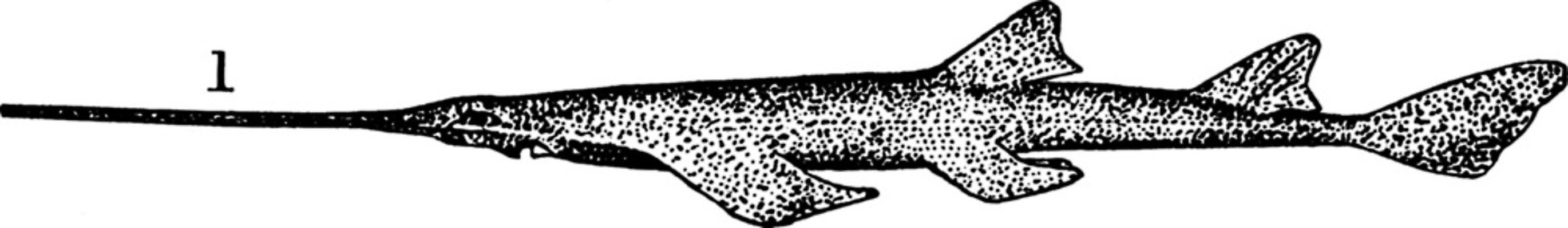 EPS 해외이미지 선 일러스트 미술 검은색 수확 흰색 플랫 그림 판화 주둥이 해외202004 해외일러스트 컬러 농업 문화예술 파일형식 벡터 이미지허브