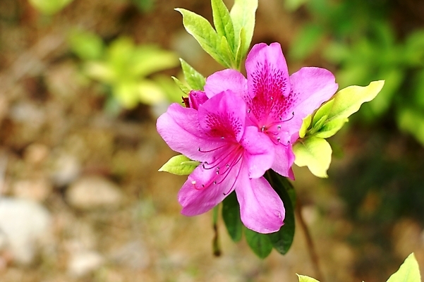 포토 JPG 해외이미지 꽃 사람없음 벚꽃 비용 해외202004 해외포토 식물 경제 파일형식 이미지허브