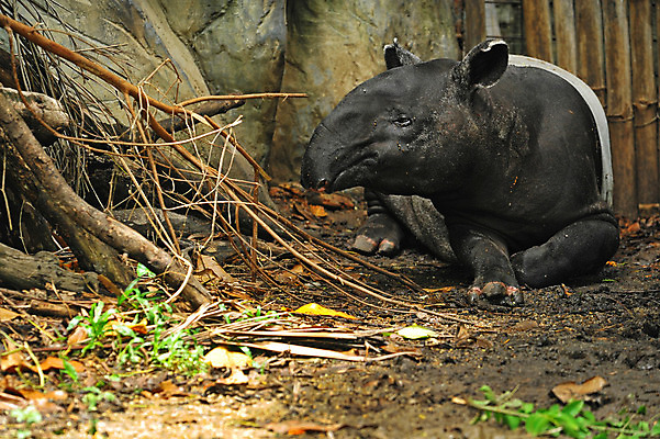 포토 JPG 해외이미지 나무 식물 동물 응시 공원 아시아 야생동물 모래 부분 포유류 자연 초식동물 동물원 동양인 사람없음 야외 초록색 검은색 회색 흰색 코 귀 주둥이 말레이시아 땅바닥 찰과상 총구 반추동물 해외202004 해외포토 시선 공공시설 나라 컬러 바닥 인종 신체부위 상처 생태계 파일형식 이미지허브