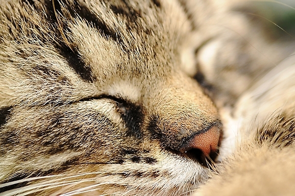 포토 JPG 해외이미지 동물 응시 얼굴 포유류 수염 털 사람없음 반려동물 머리 검은색 고양이 회색 관찰 잠 달콤 모피 손목시계 묘사 코 얼룩무늬 노려봄 해외202004 해외포토 시선 시계 컬러 무늬 장신구 모션 표정 신체부위 맛 파일형식 이미지허브