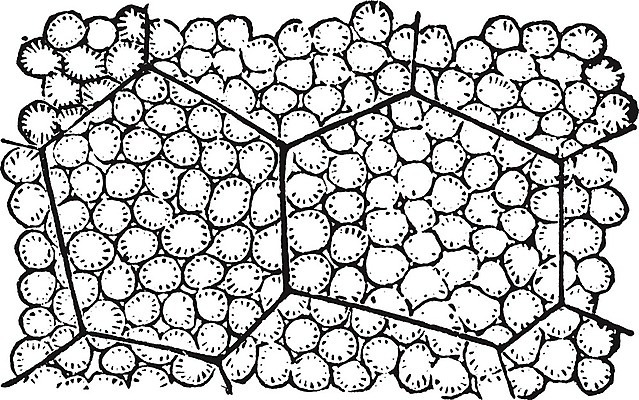 EPS 해외이미지 식물 선 일러스트 세포 옥수수 미술 검은색 수확 흰색 인도인 그림 판화 녹말 해외202004 해외일러스트 외국인 컬러 농업 문화예술 곡류 동양인 파일형식 벡터 이미지허브