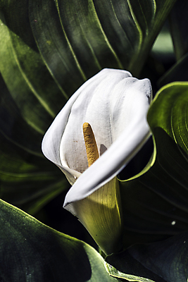 포토 JPG 해외이미지 식물 실루엣 꽃다발 잎 꽃무늬 자연 날씨 휴식 그림자 선물 사랑 사람없음 햇빛 노란색 새싹 정원 화목 힘 봄 활발 에너지 성장 흰색 시골 인사 달콤 향수 향기 냄새 꽃가루 부드러움 고립 돌봄 해외202004 해외포토 계절 꽃 감정 컬러 컨셉 무늬 모션 촬영기법 태양 화장품 예절 감각 맛 가루 생태계 파일형식 이미지허브