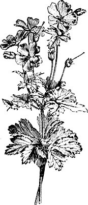 EPS 해외이미지 식물 꽃 선 일러스트 미술 검은색 줄무늬 수확 흰색 나뭇가지 그림 판화 제라늄 해외202004 해외일러스트 나무 컬러 무늬 농업 문화예술 파일형식 벡터 이미지허브