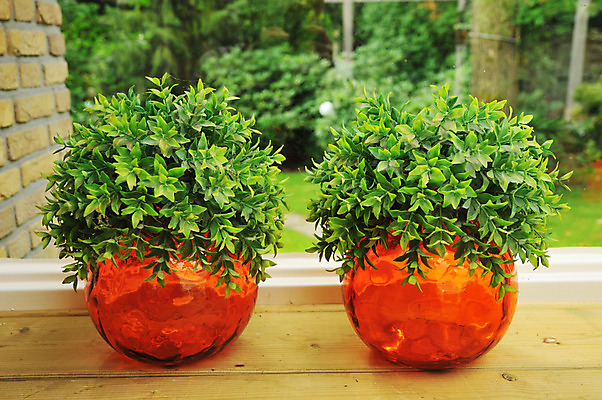 포토 JPG 해외이미지 식물 외관 오렌지 공 창문 자연 사람없음 야외 내부 장식 초록색 냄비 똑같은 해외202004 해외포토 컬러 과일 솥 생태계 파일형식 이미지허브