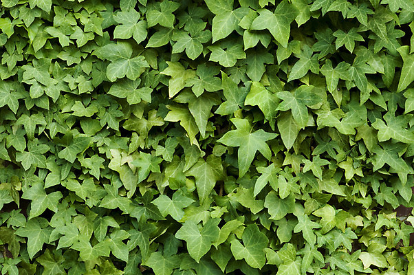 포토 JPG 해외이미지 식물 벽 백그라운드 잎 자연 사람없음 질감 아이비 내추럴 해외202004 해외포토 생태계 파일형식 이미지허브