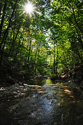 포토 JPG 해외이미지 나무 식물 잎 자연 산 풍경 사람없음 야외 목재 초록색 물 여름 강 햇빛 태양 어둠 광선 개울 티켓 숲 생태학 해외202004 해외포토 자연요소 계절 교육 컬러 재료 생태계 파일형식 이미지허브