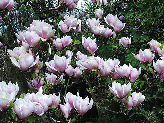 포토 JPG 해외이미지 나무 식물 꽃잎 꽃 꽃무늬 자연 사람없음 봄 개화 목련 해외202004 해외포토 계절 무늬 생태계 파일형식 이미지허브