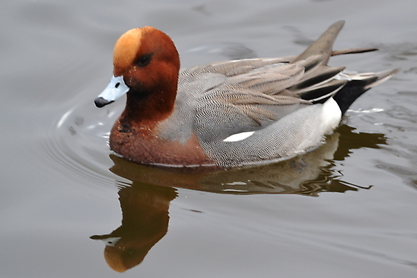 포토 JPG 해외이미지 오리 사람없음 해외202004 해외포토 조류 파일형식 이미지허브