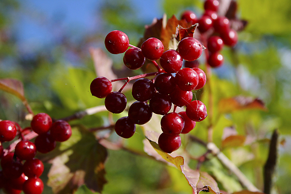 포토 JPG 해외이미지 계절 열매 음식 백그라운드 잎 다이어트 과일 디저트 건강 사람없음 빨간색 여름 컬러풀 신선 달콤 맛 블루베리 날것 산딸기 블랙베리 내추럴 숙성 해외202004 해외포토 식물 컬러 컨셉 파일형식 이미지허브