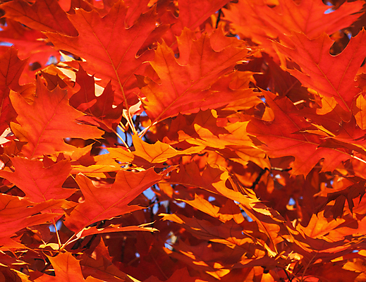 포토 JPG 해외이미지 나무 식물 단풍 잎 자연 건조 사람없음 빨간색 노란색 보라색 가을 나뭇가지 해외202004 해외포토 계절 컬러 생태계 파일형식 이미지허브