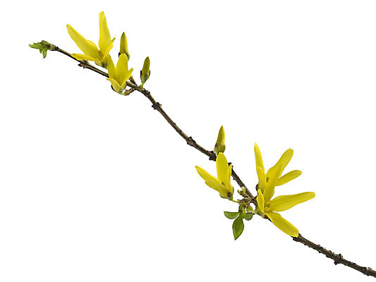 포토 JPG 해외이미지 식물 계절 꽃 줄기 잎 패턴 부활절 사람없음 장식 초록색 노란색 새싹 정원 봄 벚꽃 흰색 나뭇가지 시골 신선 내추럴 강렬 고립 해외202004 해외포토 나무 기념일 컬러 무늬 파일형식 이미지허브