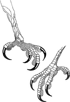 EPS 해외이미지 동물 실루엣 야생동물 일러스트 손가락 조류 그래픽 검은색 흰색 못 깃털 독수리 까마귀 몬스터 양발 집게발 해외202004 해외일러스트 손 컬러 촬영기법 공구 파일형식 벡터 이미지허브