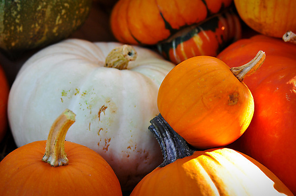 포토 JPG 해외이미지 계절 음식 채소 오렌지 호박 종류 서기 사람없음 농작물 컬러풀 농장 할로윈 수확 가을 흰색 박 추수감사절 스쿼시 고립 포상금 해외202004 해외포토 기독교 스포츠 컬러 돈 농업 과일 모션 구기 파일형식 이미지허브