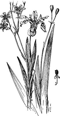 EPS 해외이미지 식물 선 일러스트 미술 검은색 중국 수확 성장 흰색 그림 번짐 갈기 판화 붓꽃 슬로프 남쪽 난쟁이 해외202004 해외일러스트 꽃 아시아 컬러 농업 문화예술 스키장 방향 파일형식 벡터 효과 이미지허브