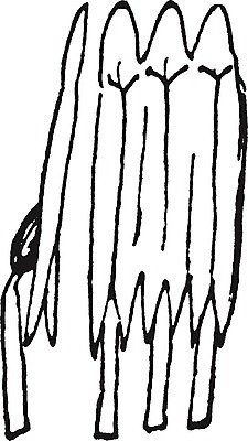 EPS 해외이미지 남자 꽃 선 일러스트 미술 검은색 수확 흰색 오르간 그림 판화 꽃수술 해외202004 해외일러스트 식물 컬러 농업 문화예술 사람 건반악기 파일형식 벡터 이미지허브