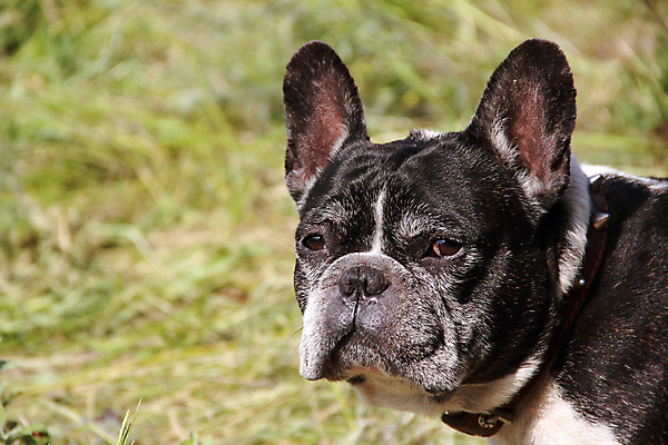 포토 JPG 해외이미지 동물 1 응시 공원 행복 문화 포즈 밭 포유류 자연 털 사람없음 야외 반려동물 머리 검은색 우정 듣기 프랑스 흰색 입 개 작음 혀 코 불독 송곳니 프랑스어 신앙심 심각 요령 지능 해외202004 해외포토 문자 시선 공공시설 감정 유럽 컬러 컨셉 농업 모션 신체부위 친구 치아 크기 생태계 파일형식 이미지허브